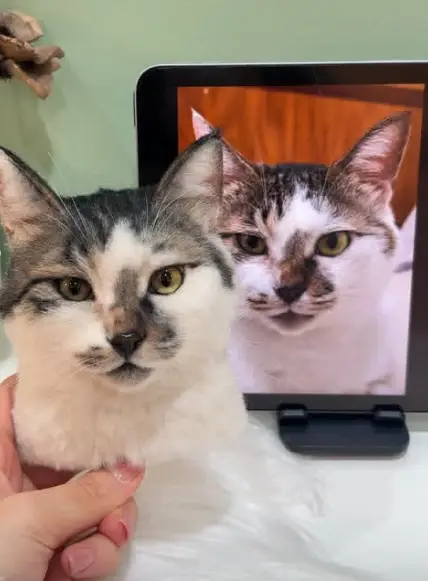 Custom (Cat, Dogs)